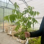 Orech Pekanový (Carya Illinoensis), výška: 90-120 cm, kont. C10L (-24°)